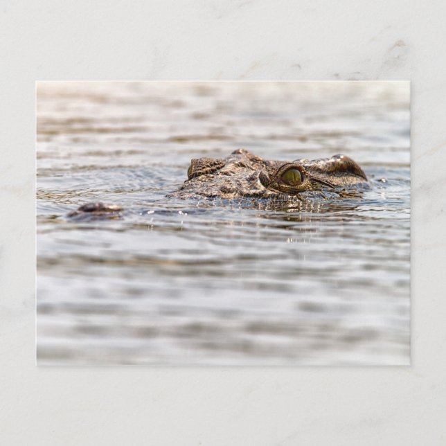 Nile Crocodile Postcard (Front)