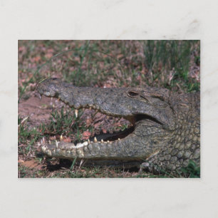 Nile Crocodile Postcard