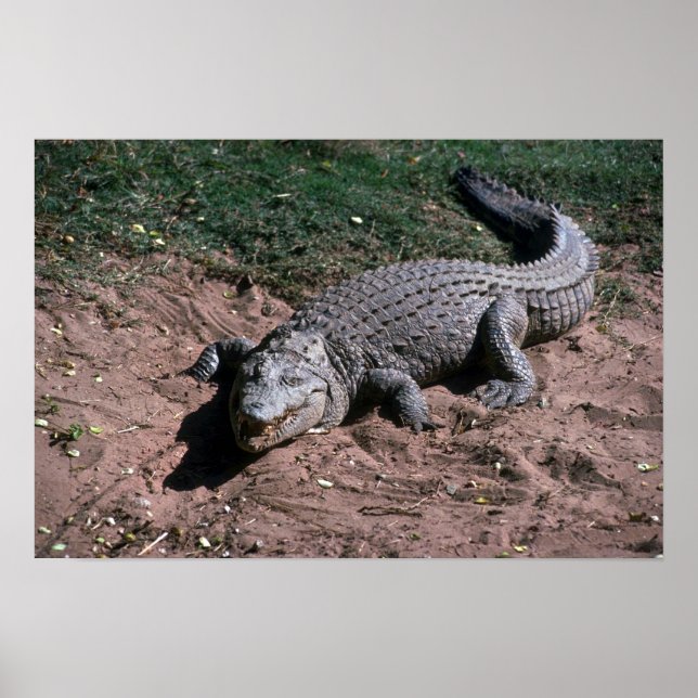 Nile Crocodile Poster (Front)