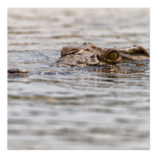 Nile Crocodile Poster