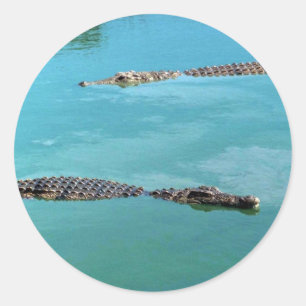 Nile Crocodiles Classic Round Sticker