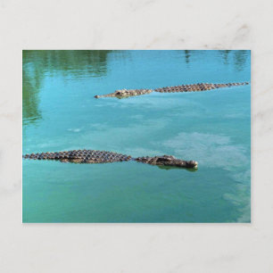 Nile Crocodiles Postcard