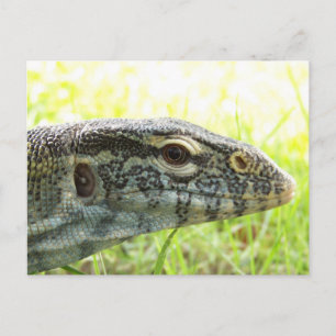 Nile Monitor Postcard