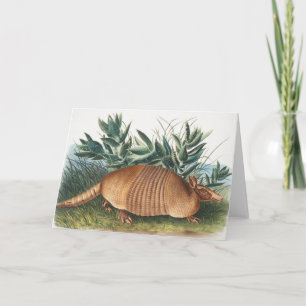Nine-banded Armadillo (Dasypus Peba) Illustration Card