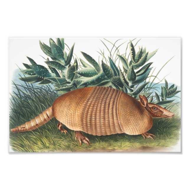 Nine-banded Armadillo (Dasypus Peba) Illustration Photo Print (Front)