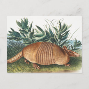 Nine-banded Armadillo (Dasypus Peba) Illustration Postcard