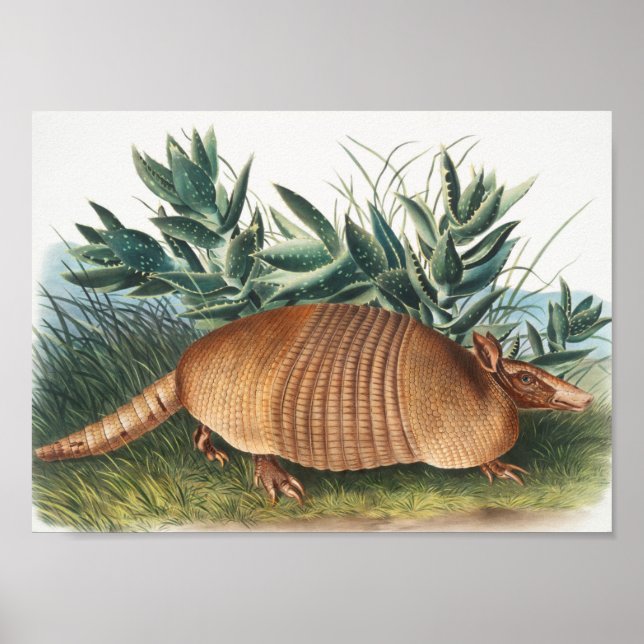 Nine-banded Armadillo (Dasypus Peba) Illustration Poster (Front)