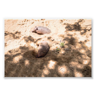 Nine-Banded Armadillos in Sandy Enclosure Photo Print