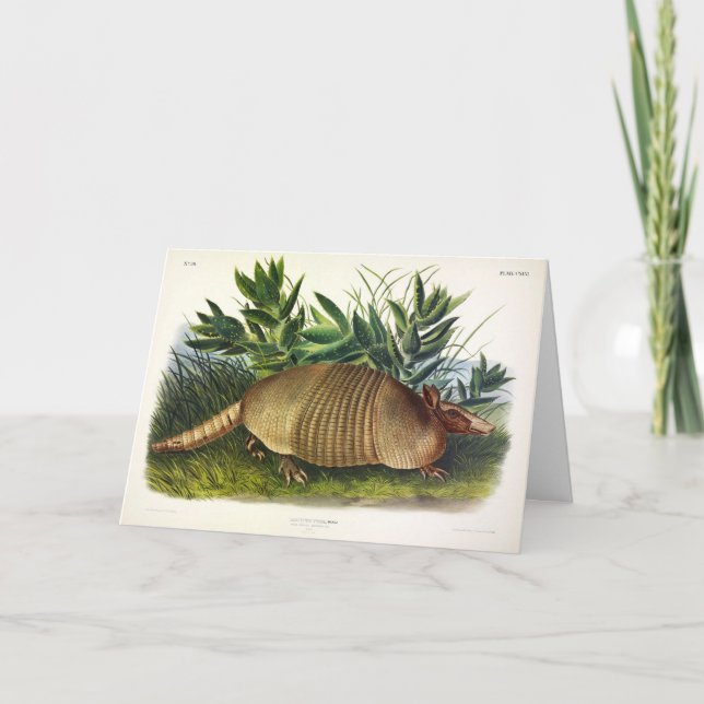 Nine-Banded, Long-nosed Armadillo by Audubon Card (Front)