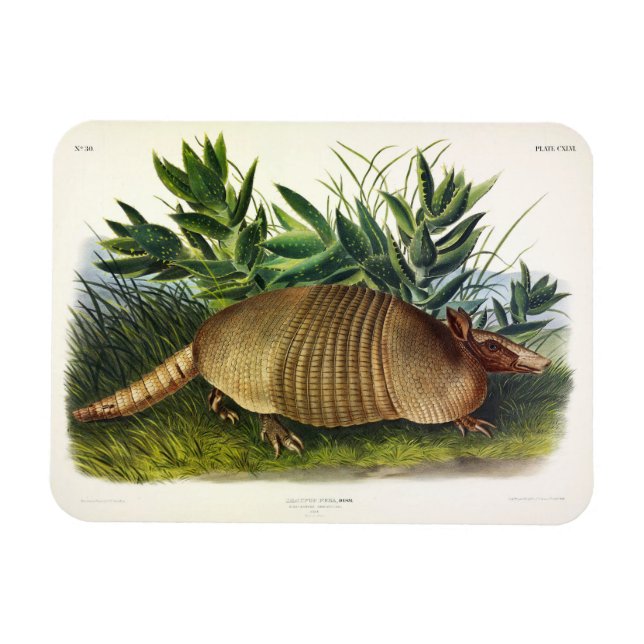 Nine-Banded, Long-nosed Armadillo by Audubon Magnet (Horizontal)