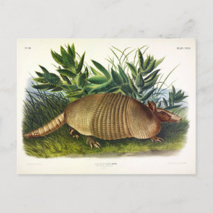 Nine-Banded, Long-nosed Armadillo by Audubon Postcard