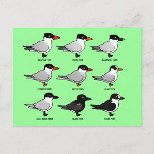 Nine Birdorable Terns (labelled) Postcard