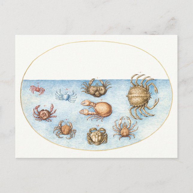 Nine Crabs Vintage Illustration Postcard (Front)