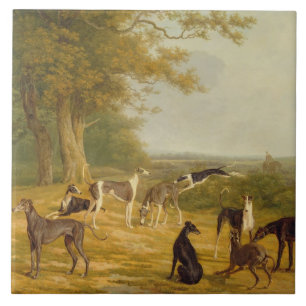 Nine Greyhounds in a Landscape (oil on canvas) Tile