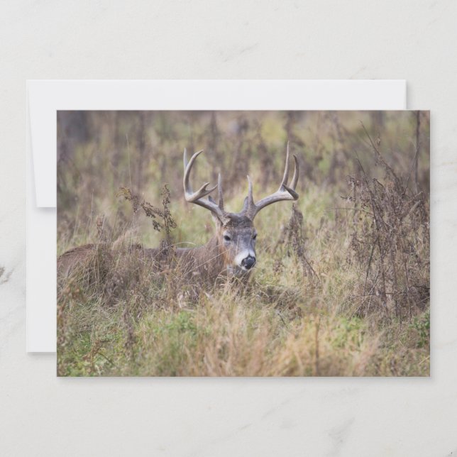 Nine Point Buck Laying Down Blank Notecard (Front)