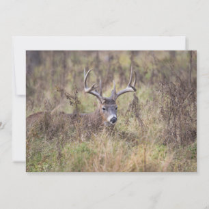 Nine Point Buck Laying Down Blank Notecard