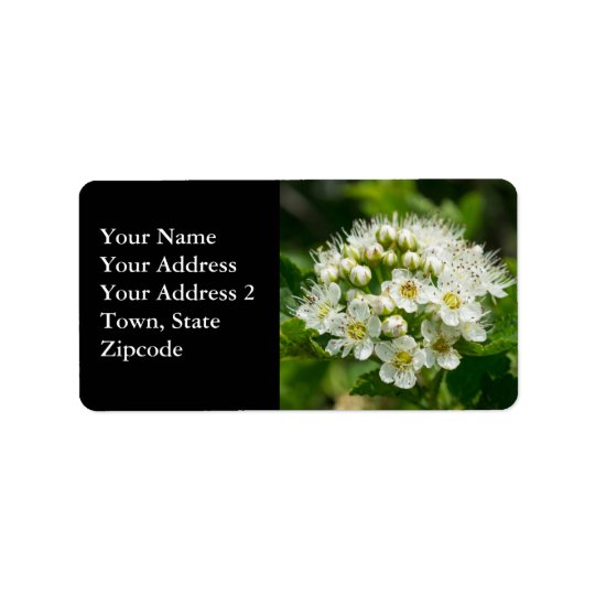 Ninebark Virginia Wildflower White Floral Labels