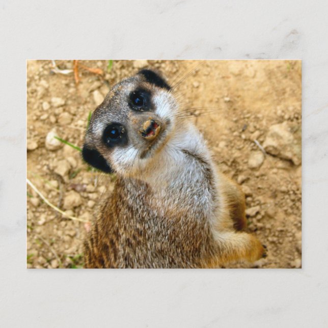 Niro-Erdmännchen Postcard (Front)