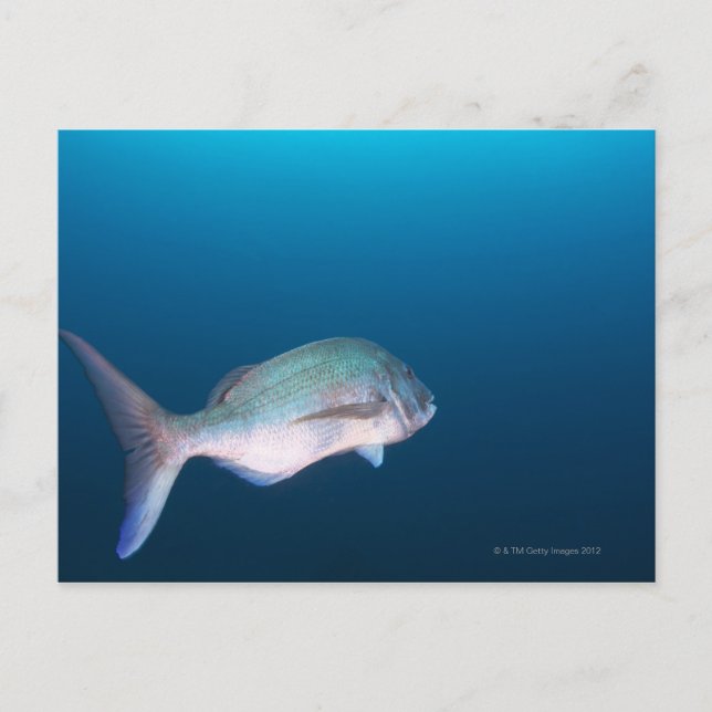 Nishiizumachi, Shizuoka Prefecture, Japan Postcard (Front)