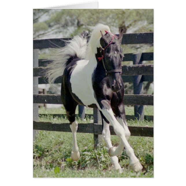 Nite of Fame (Front)