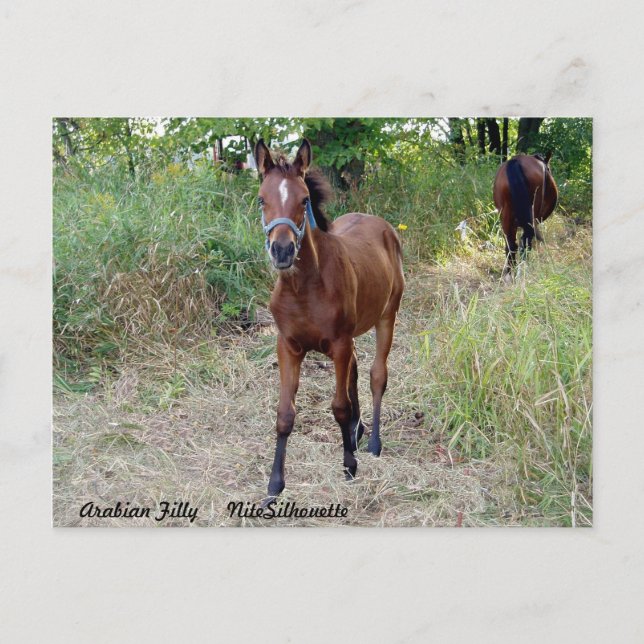 NiteSilhouette Postcard (Front)