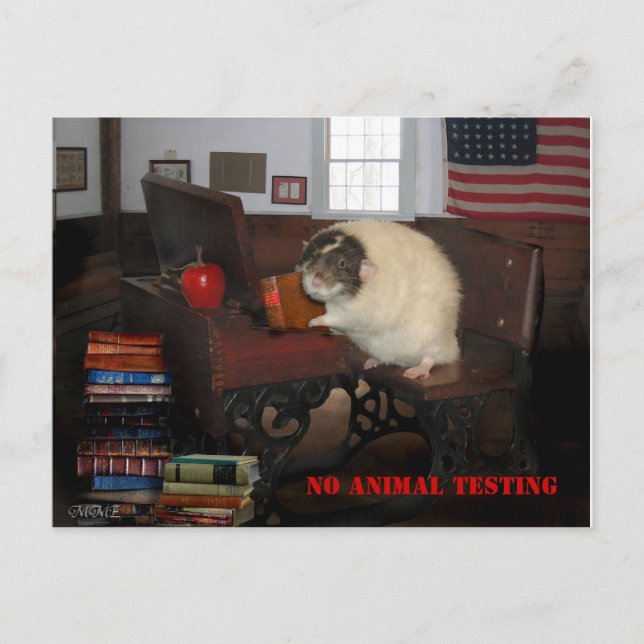 No Animal Testing Postcard (Front)