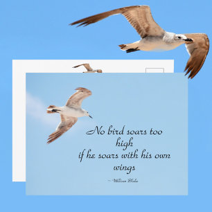 No Bird Soars Too High Seagull in Flight Blue Postcard