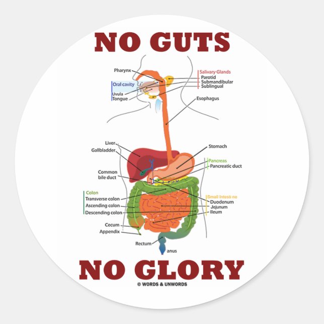 No Guts No Glory (Digestive System Anatomy Humour) Classic Round Sticker (Front)