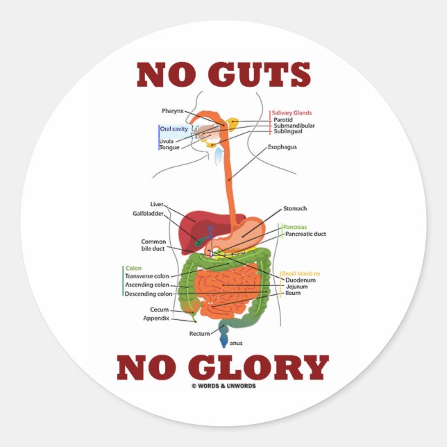 No Guts No Glory (Digestive System Anatomy Humour) Classic Round Sticker (Front)