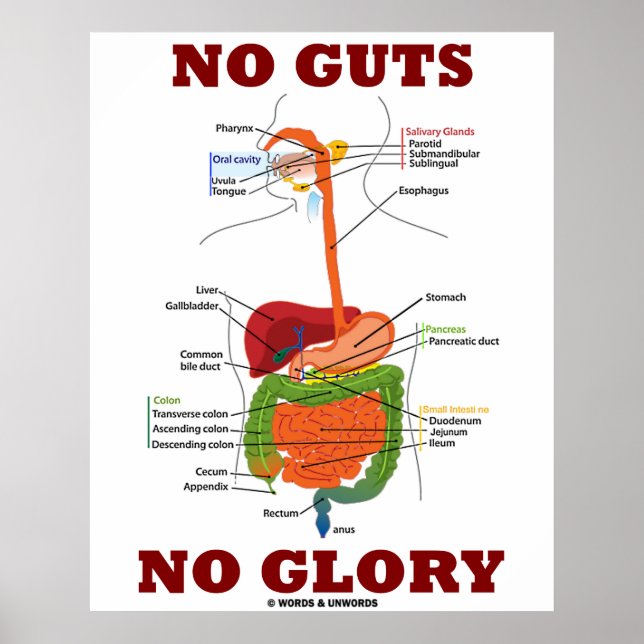 No Guts No Glory (Digestive System Anatomy) Poster (Front)