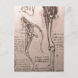 No higher resolution available. Leonardo_anatomy_o Postcard