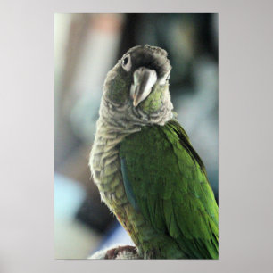 No more mock hedgehog poster