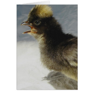 No Photographs Please