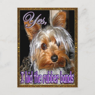 No Rubber Bands for Yorkie Postcard