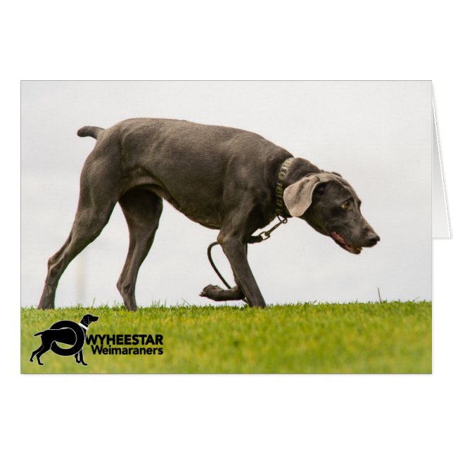 No Stormy Weather (Front Horizontal)