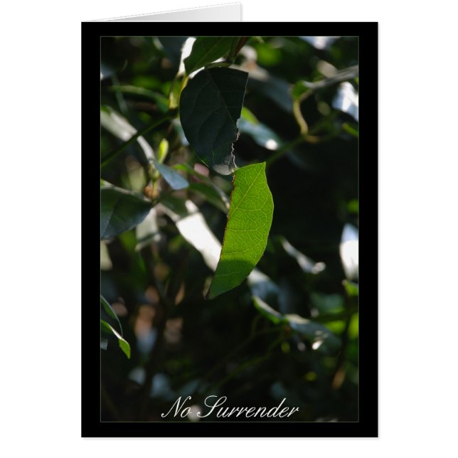 No Surrender (Front)