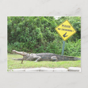 No Swimming! Postcard