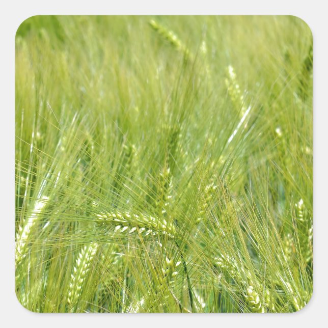 No-text green young wheat field square sticker (Front)