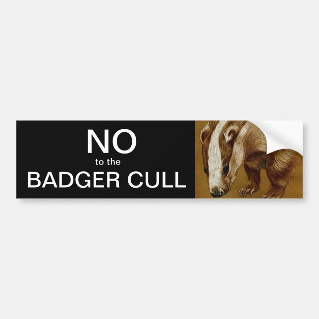 No to the Badger Cull bumper sticker (Front)