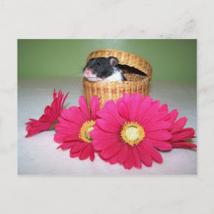 noah boy postcard