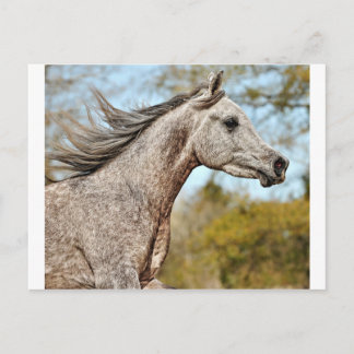 Noble and Proud Postcard