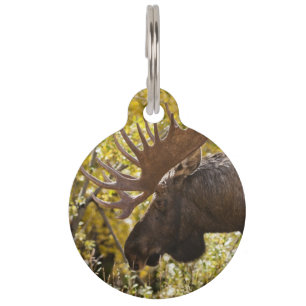 Noble Bull Moose Pet Tag