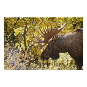 Noble Bull Moose Photo Print