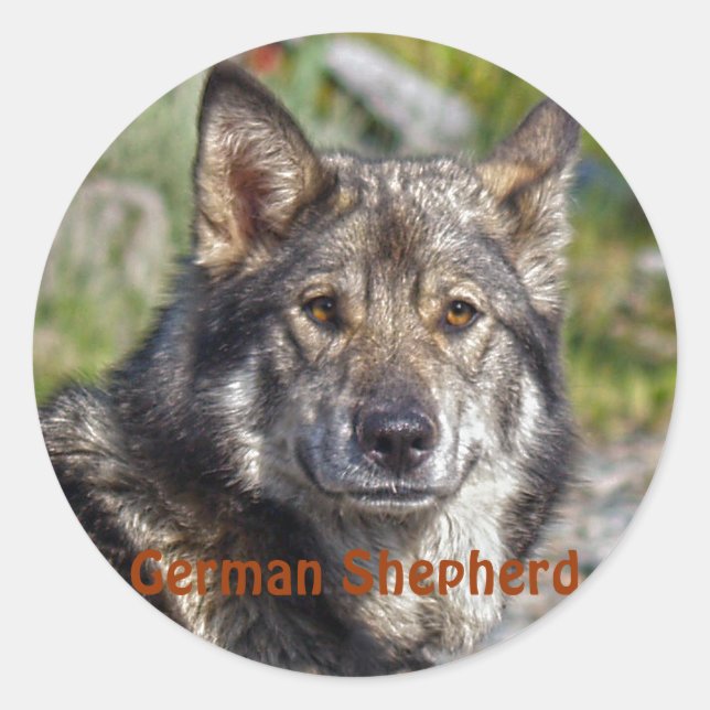 Noble German Shepherd Wolf-like Pose Classic Round Sticker (Front)