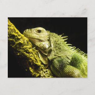Noble Iguana Postcard