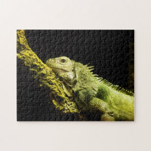Noble Iguana Puzzle