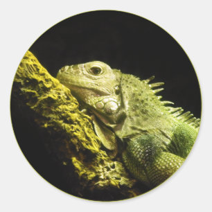 Noble Iguana Stickers