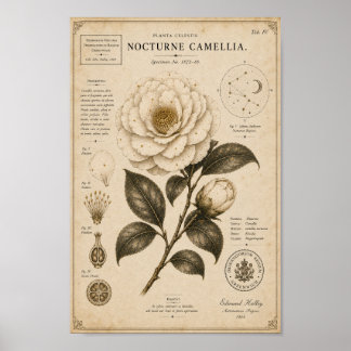 Nocturne Camellia Victorian Botanical Museum Print