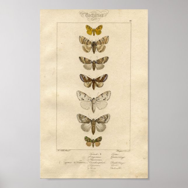 Nocturnes Specimen Poster (Front)