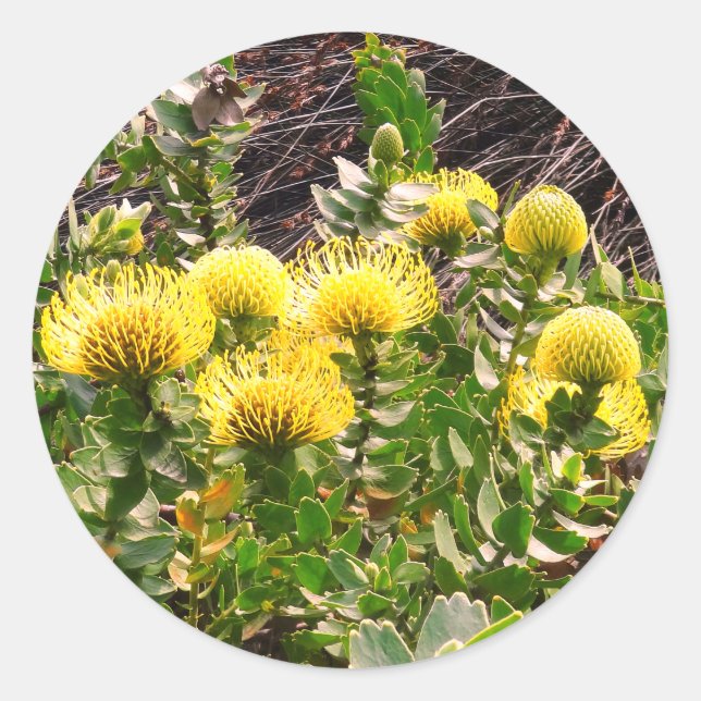 Nodding Pincushion Yellow Bird #1Stickers Classic  Round Sticker (Front)